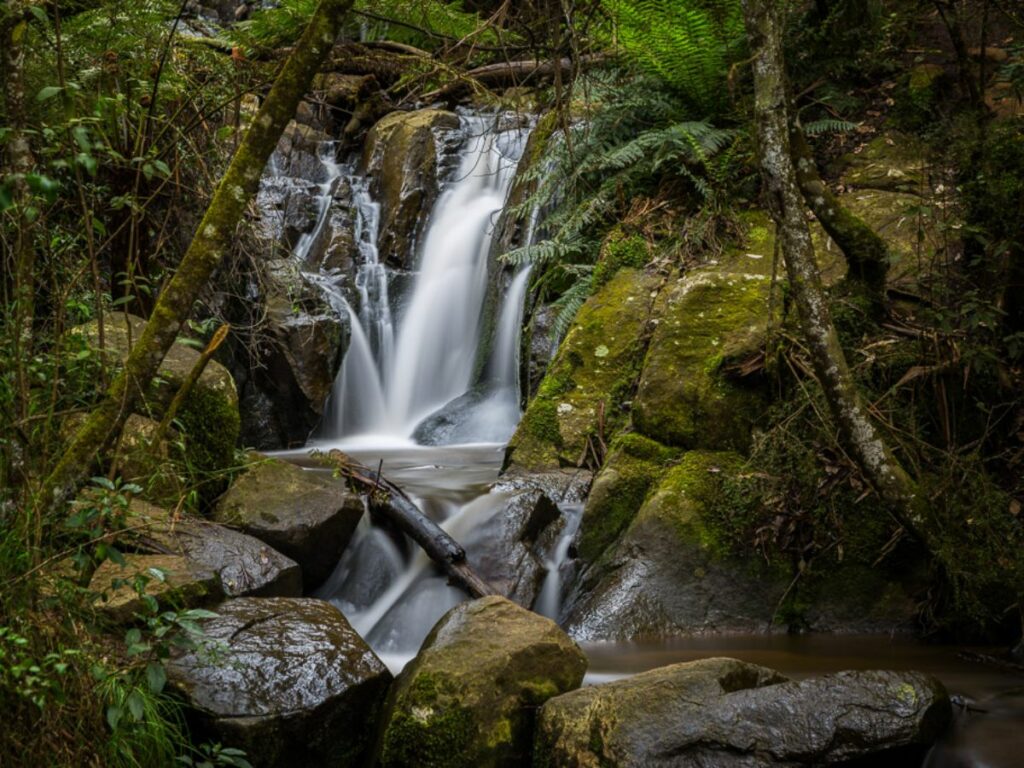 Dandenong Ranges National Park