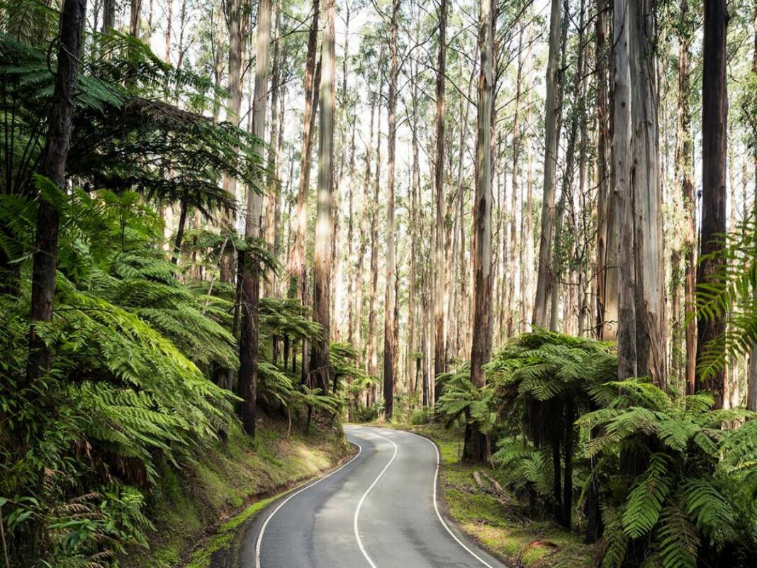 dandenong ranges