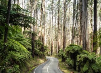 Dandenong Ranges: Your Ultimate Guide for a Memorable Visit dandenong ranges